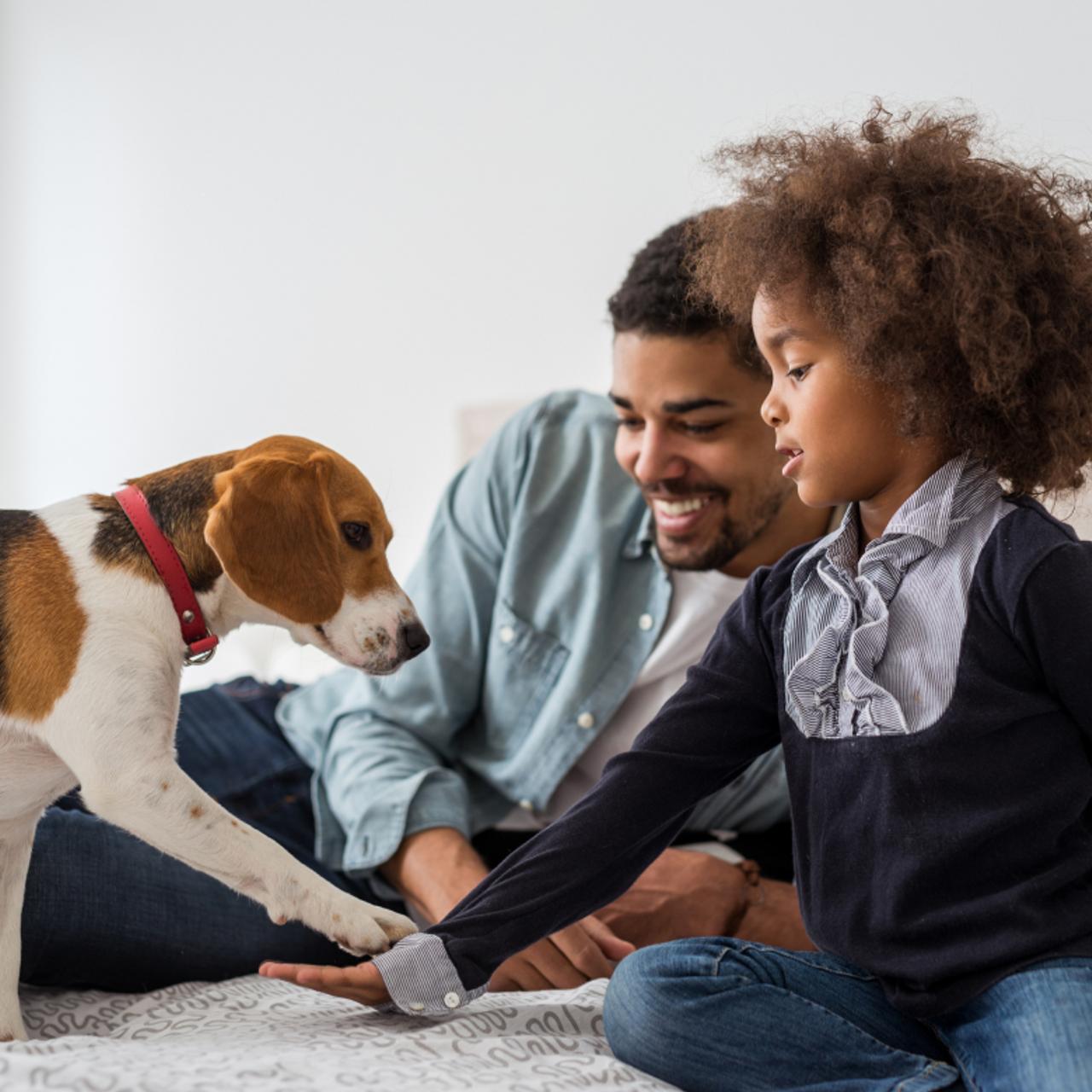 Happy father and young child playing with a beagle dog on a bed in a bright home environment.